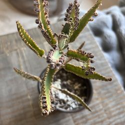 Mother Of Thousands Succulent
