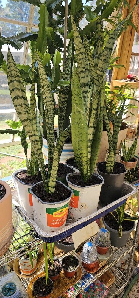 Snake Plants