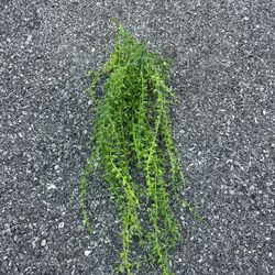 Artificial Hanging Plant 