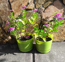Blooming plants with flower pot