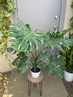 Monstera Thai Constellation House Plant 6” Pot