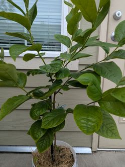 The tree Organic persimmon. Price negotiable