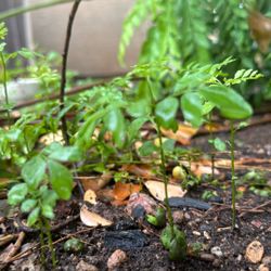 Curry Leaf Plants