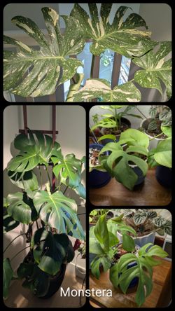 Plant Cutting Trade