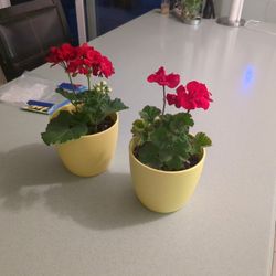 Geraniums& Water Tolerant Plants