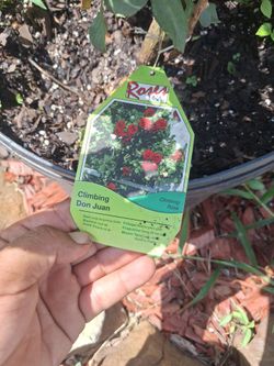 $25 don juan climbing roses