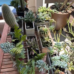 Succulents / Cacti / Pots