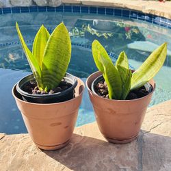 Sansevieria Trifasciata Plant 