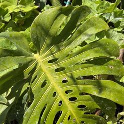 Planta Piñanona De Hojas Muy Grandes 