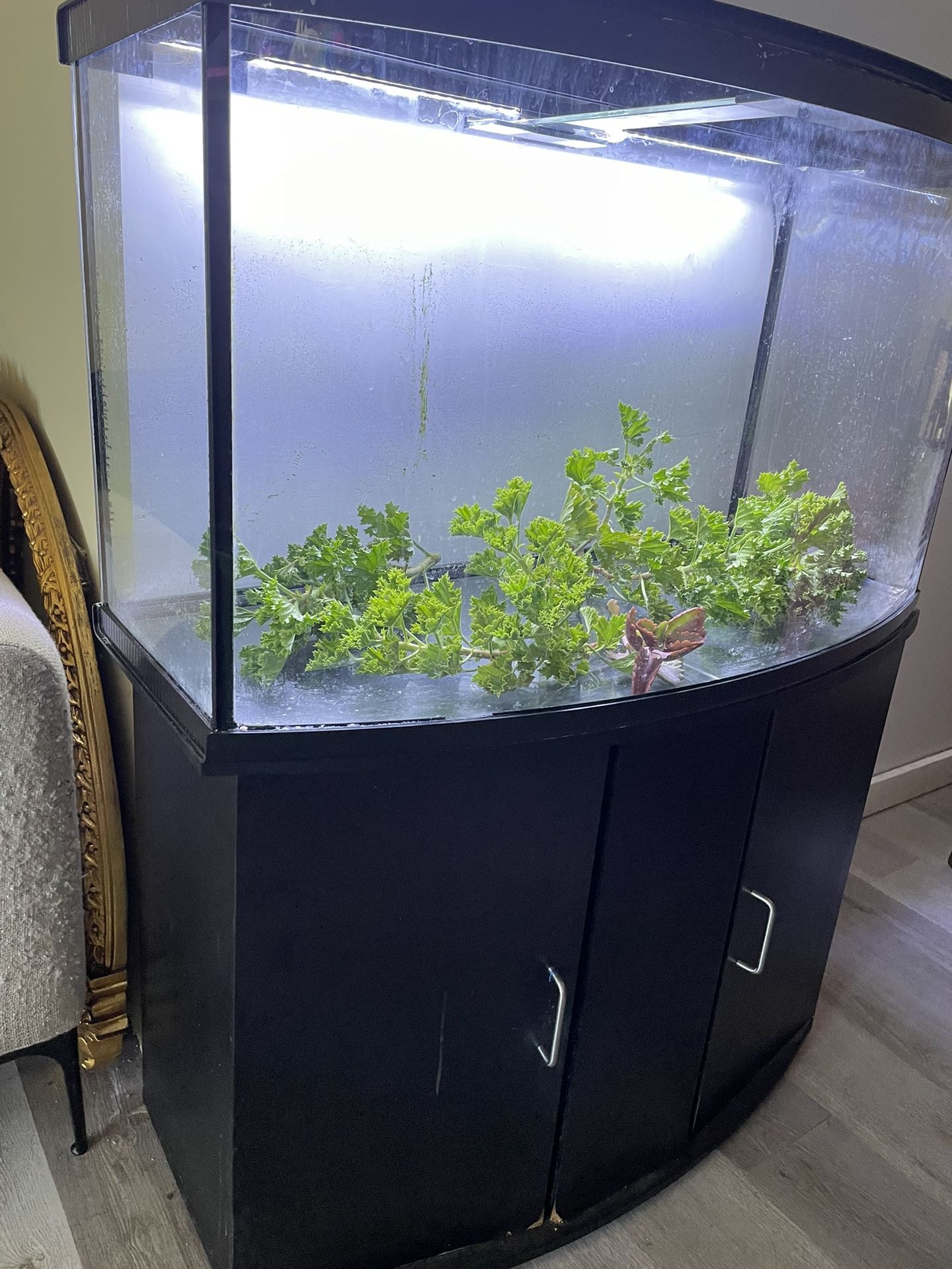 Spectacular Curved Show Case Fish Tank , Aquarium 40 Gallons