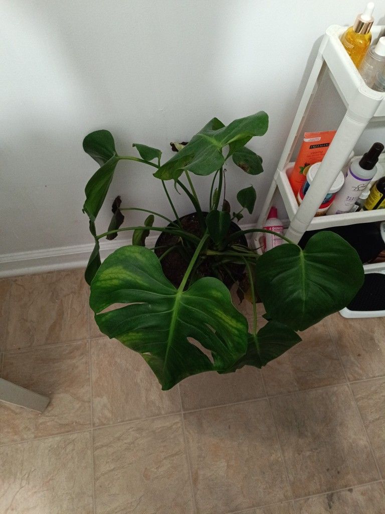 Monstera Plant