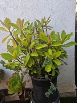 African Bush Plant