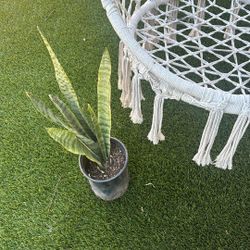 Snake Plant 🪴 Planta 