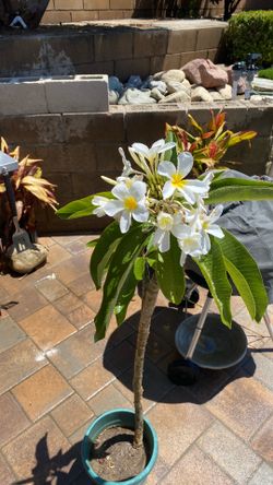 Medium size beautiful white plumeria