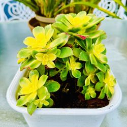 Kiwi Aeonium Succulent Plants 