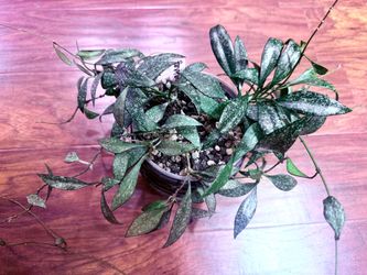 Hoya Parviflora Splash