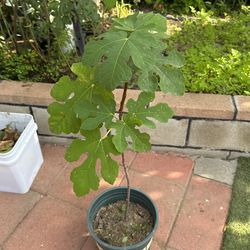 fig tree