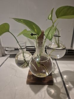 Hydroponic Glass Vase With 4 Rooted Plants