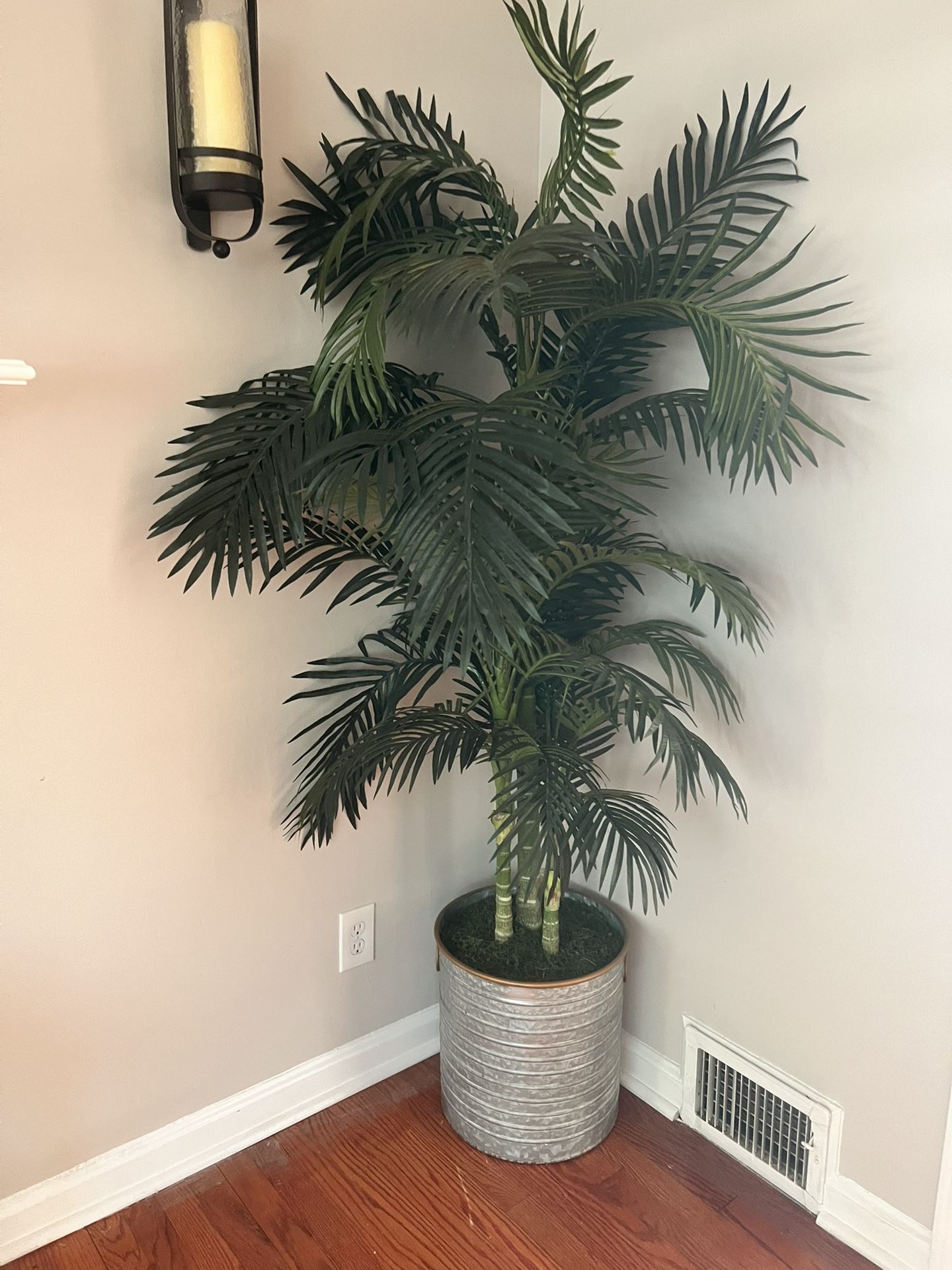 Decorative House Plant
