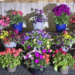 Flower Bundle