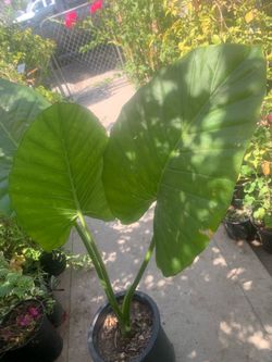 Elephant Ear Plant