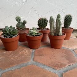 Mini Cactus and Succulents