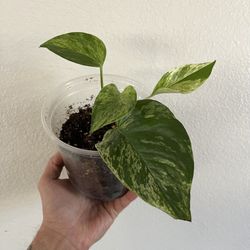 Marble Queen Pothos