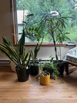 6 indoor plants looking for a new home!