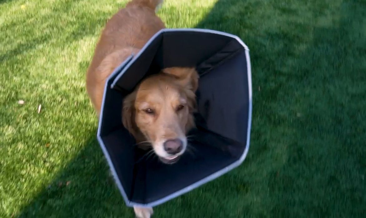 Cone for Large Dogs