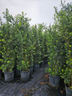 podocarpus About  8  feet tall Instant Privacy Hedge For Fence Green Full