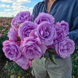 🌹 LOVE SONG ROSE — BIG BUSH • SUPER BLOOM! 🌹