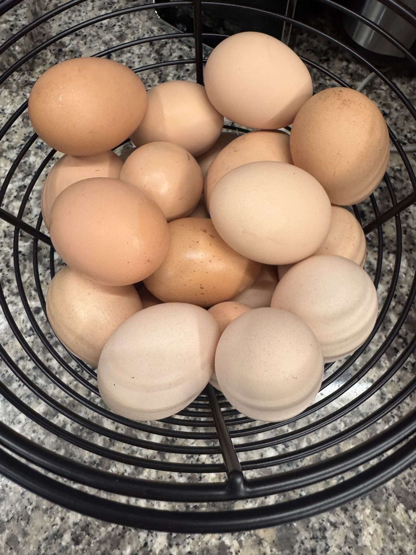 Organic Farm Fresh Chicken Eggs Daily!