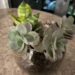 Succulent Plant 