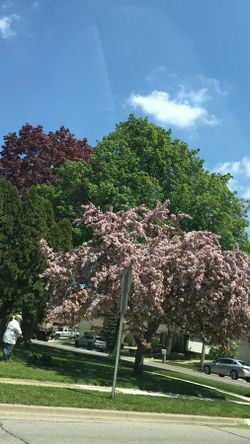 2004 Honda Odyssey Exl