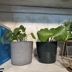 Small planters With Plants  $5 Each