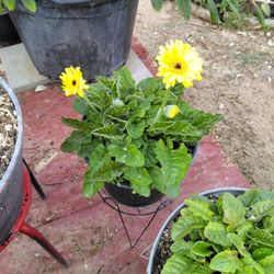 Yellow Gerber Daisy's 
