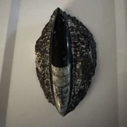 Orthoceras Fossil, Black Marble