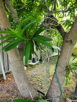 Orquidea