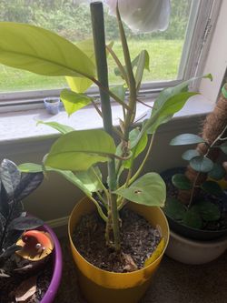 Plants