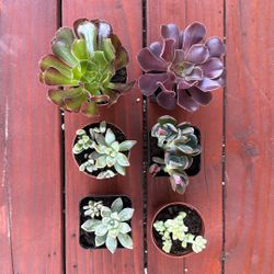 Succulent pups 