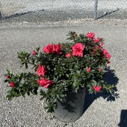 Azalea