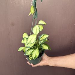 6” Hoya Lisa