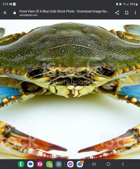 BLUE CRAB TRAP FOR SALE $30 PER DOZEN MIXED