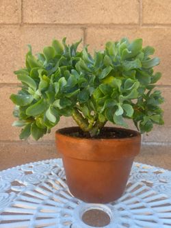 Suculent Plant