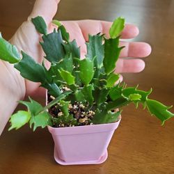 Mixed Color Holiday Cactus Starter Plants