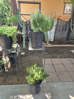Rosemary plants