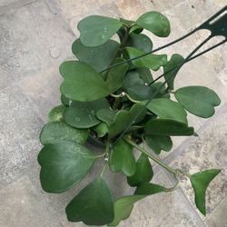Hoya Kerri Indoor Plants