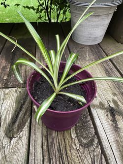 Young Spider Plant In 5 Inch New Pot with saucer