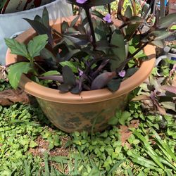 Purple Heart Plant 