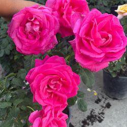 Rosas / Rosales / Rose Bush / Macetas / Flores / Plantas